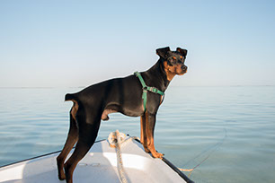 Dog, Florida Keys, Boating, Adventure, guidebook, selassie, minpin, miniature pincher, calm waters, paradise, relax