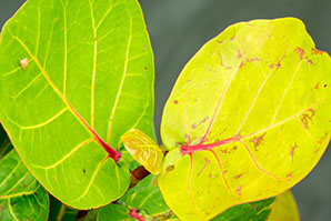 Green, yellow, plants, Florida Keys, veins, bright, colorful